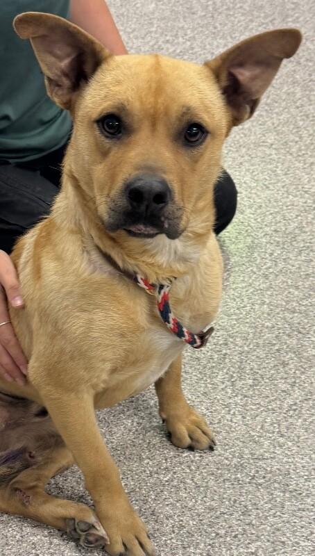 Stumpy, Adoptable, Young Male Mixed Breed.