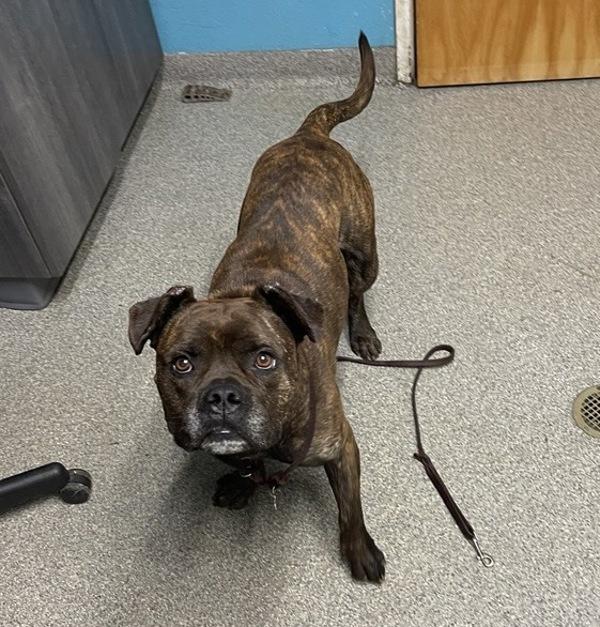 Enlarge Oso, a Adoptable mixed breed in Escondido, CA image 1/1