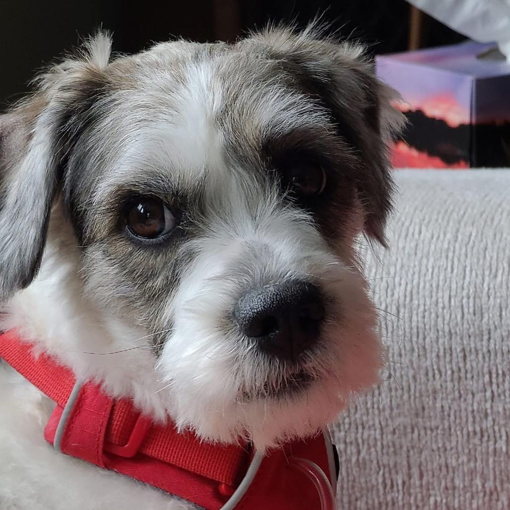 Yanni, Adoptable, Adult Male Mixed Breed.