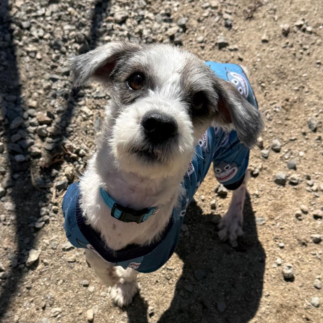 Enlarge Yanni, a Adoptable Mixed Breed in Oxford, ME image 1/4