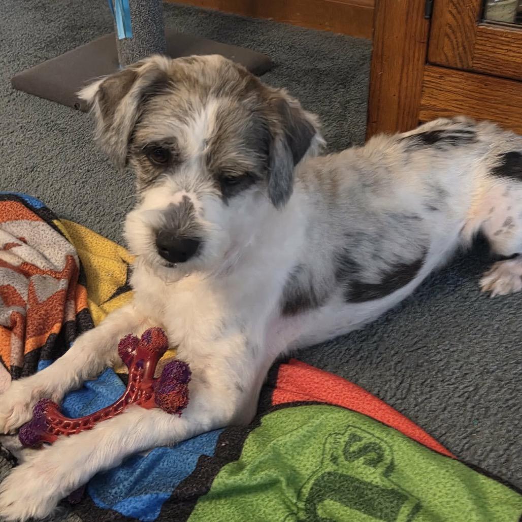 Enlarge Yanni, a Adoptable Mixed Breed in Oxford, ME image 3/6