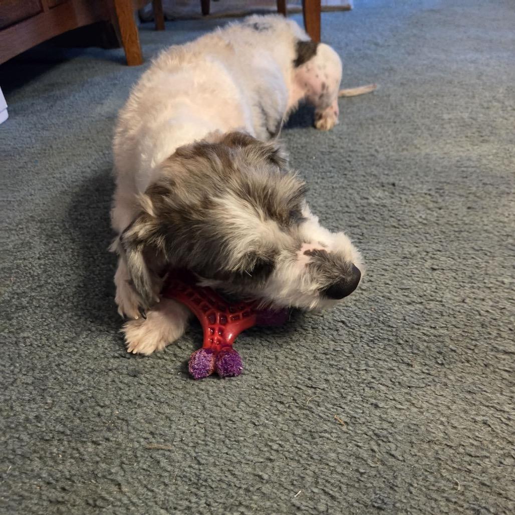 Enlarge Yanni, a Adoptable Mixed Breed in Oxford, ME image 2/4