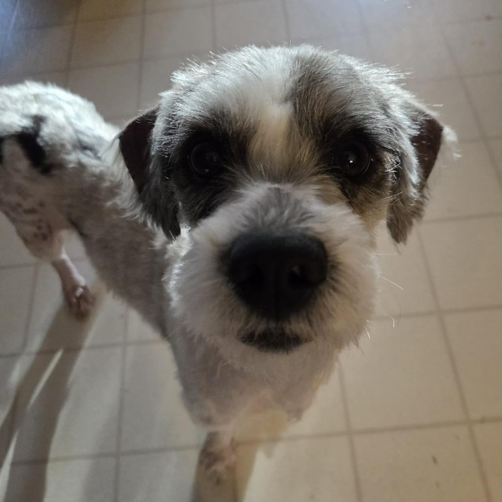 Enlarge Yanni, a Adoptable Mixed Breed in Oxford, ME image 3/4