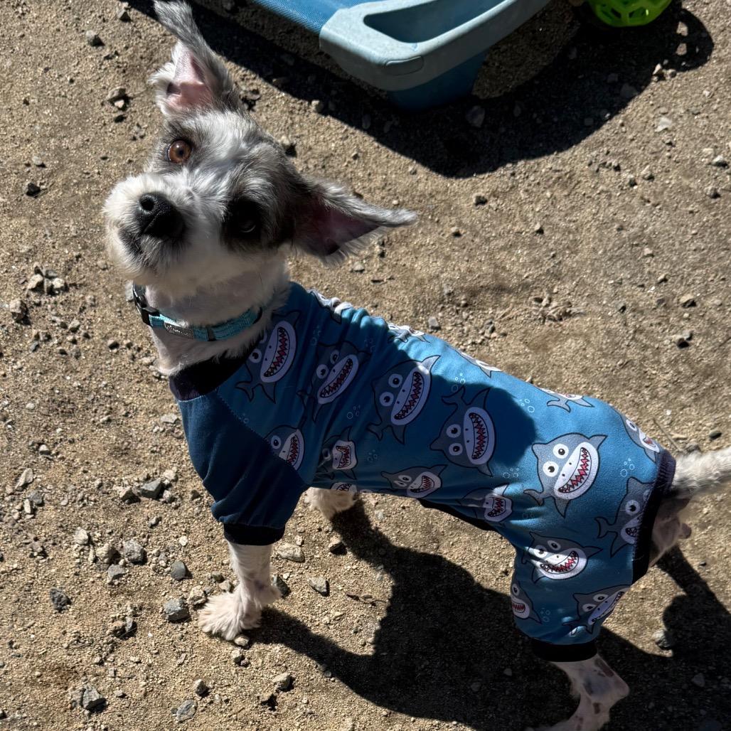 Enlarge Yanni, a Adoptable Mixed Breed in Oxford, ME image 4/4
