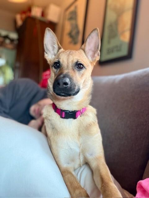 Enlarge Skye, a Adoptable German Shepherd Dog in Seattle, WA image 1/6