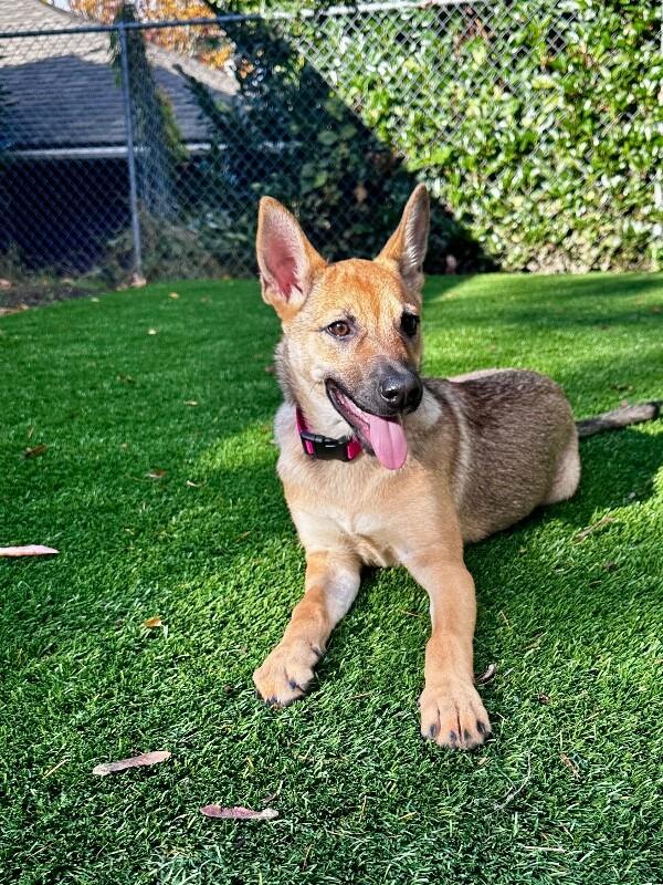 Enlarge Skye, a Adoptable German Shepherd Dog in Seattle, WA image 2/6