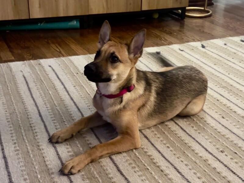 Enlarge Skye, a Adoptable German Shepherd Dog in Seattle, WA image 3/6