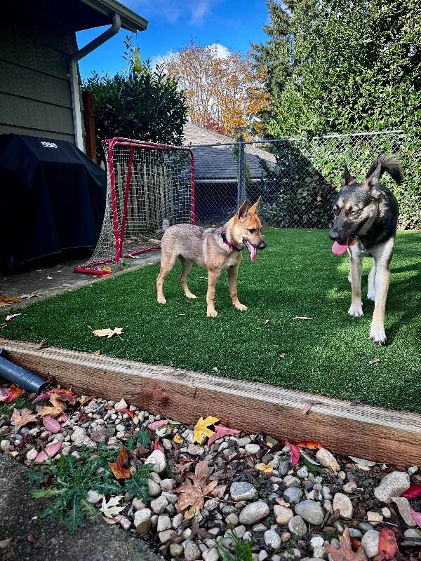 Enlarge Skye, a Adoptable German Shepherd Dog in Seattle, WA image 4/6