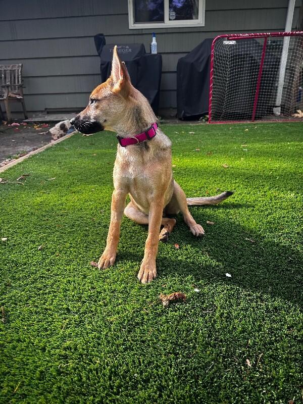 Enlarge Skye, a Adoptable German Shepherd Dog in Seattle, WA image 5/6