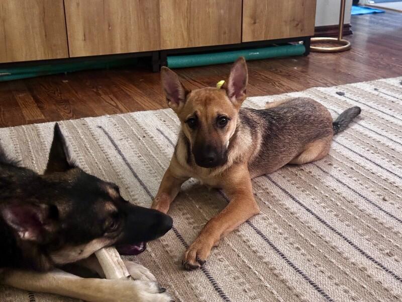 Enlarge Skye, a Adoptable German Shepherd Dog in Seattle, WA image 6/6