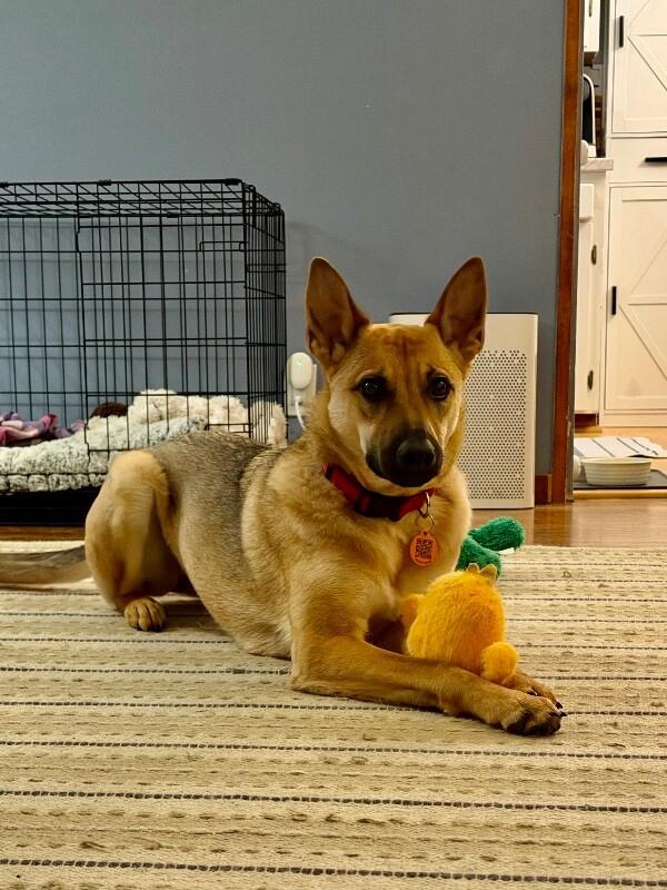 Enlarge Skye, a Adoptable German Shepherd Dog in Seattle, WA image 3/6