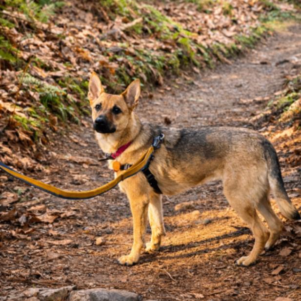 Enlarge Skye, a Adoptable German Shepherd Dog in Seattle, WA image 5/6