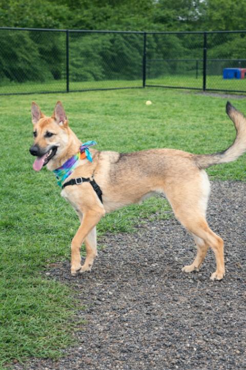 Enlarge Skye, a Adoptable German Shepherd Dog in Seattle, WA image 6/6