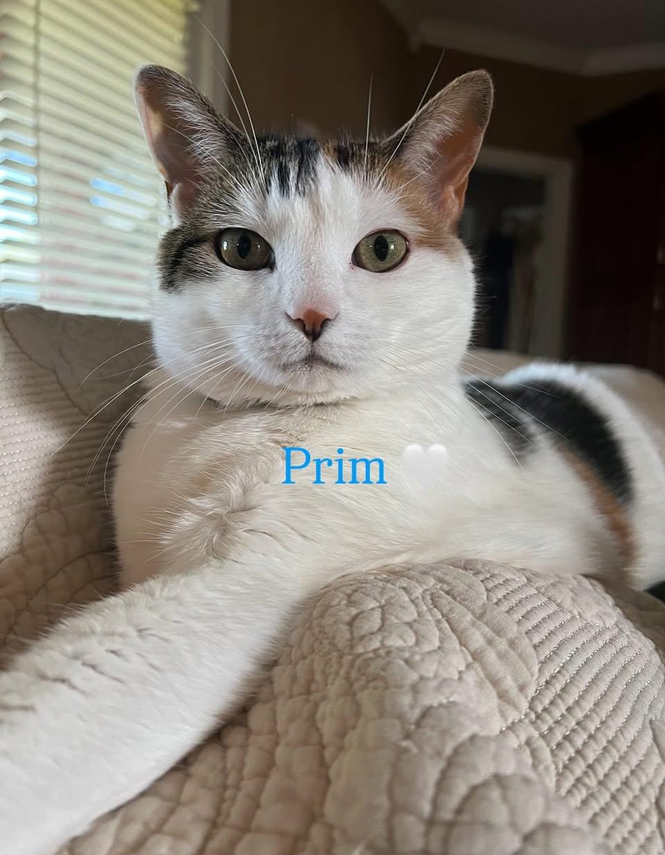 Prim, Adoptable, Adult Female Domestic Short Hair.