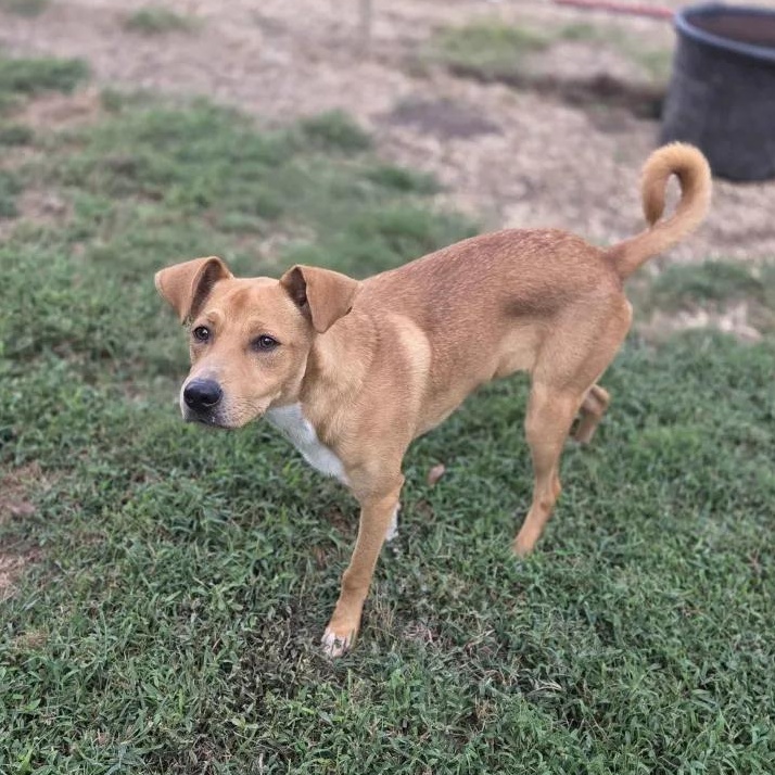 Enlarge Banjo, a Adoptable mixed breed in Madison, MS image 1/1