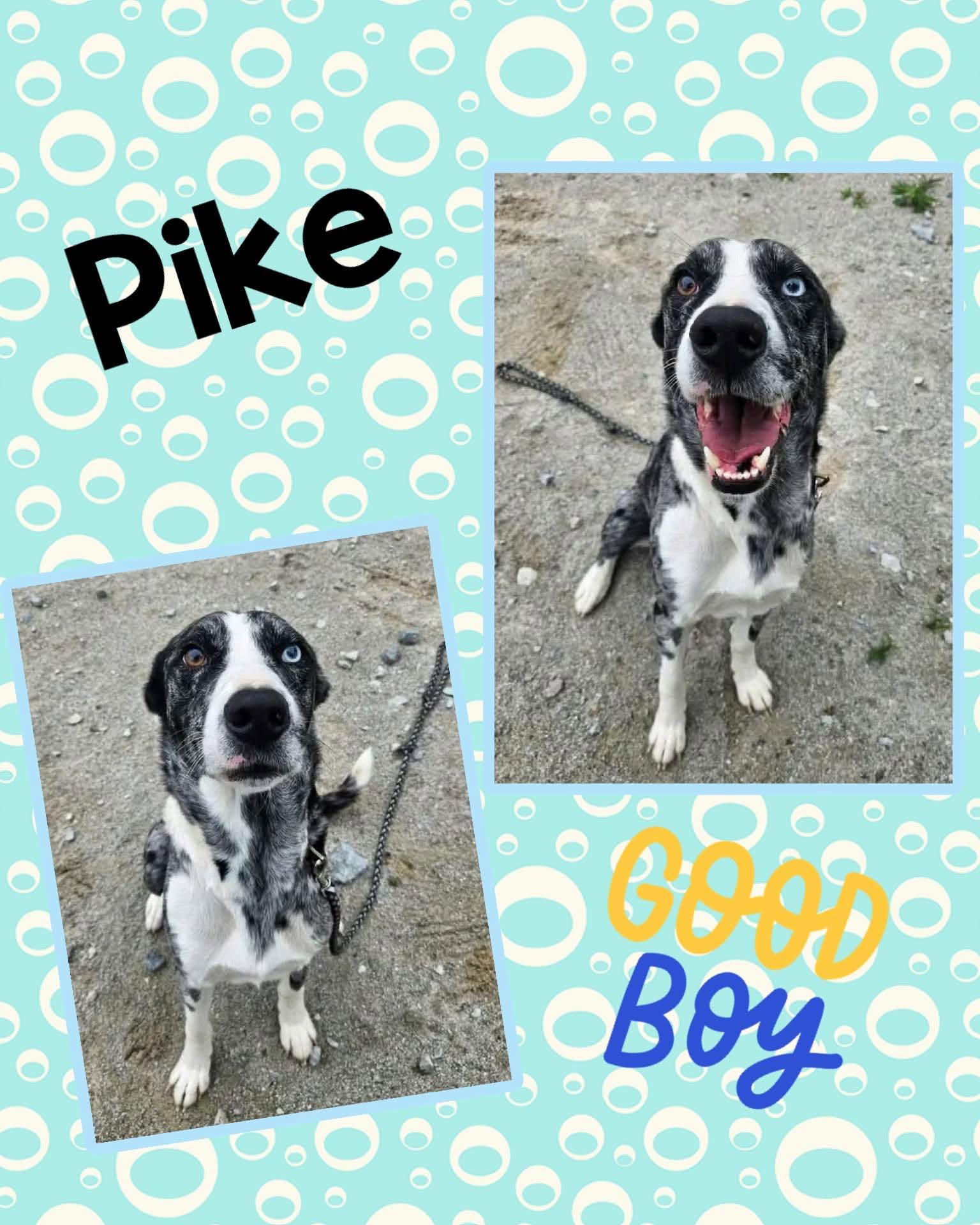 Pike, ADOPTABLE, Young Male Australian Shepherd.