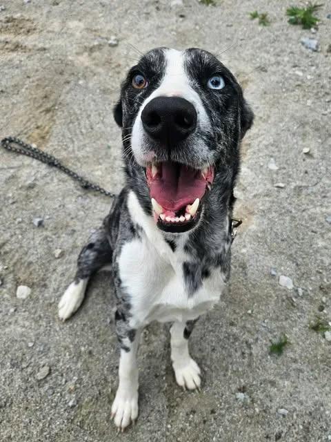Enlarge Pike, a ADOPTABLE mixed breed in Monticello, IN image 2/2