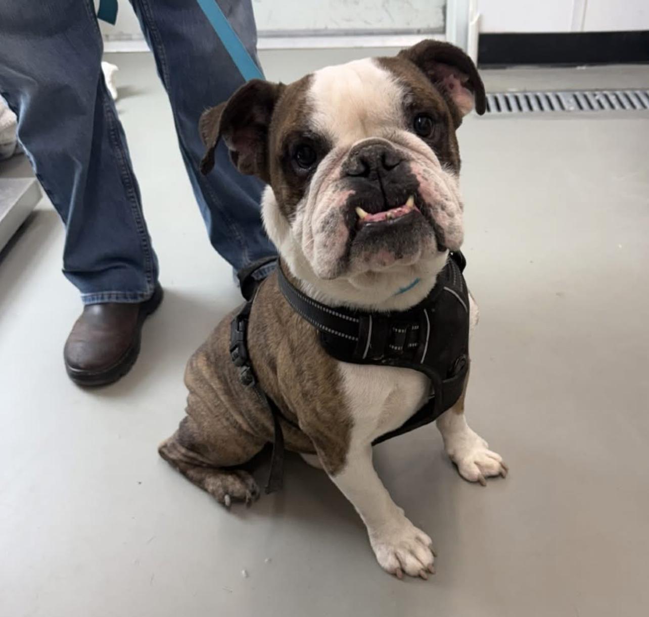 Enlarge Smokey, a Adoptable English Bulldog in Hughesville, MD image 1/1