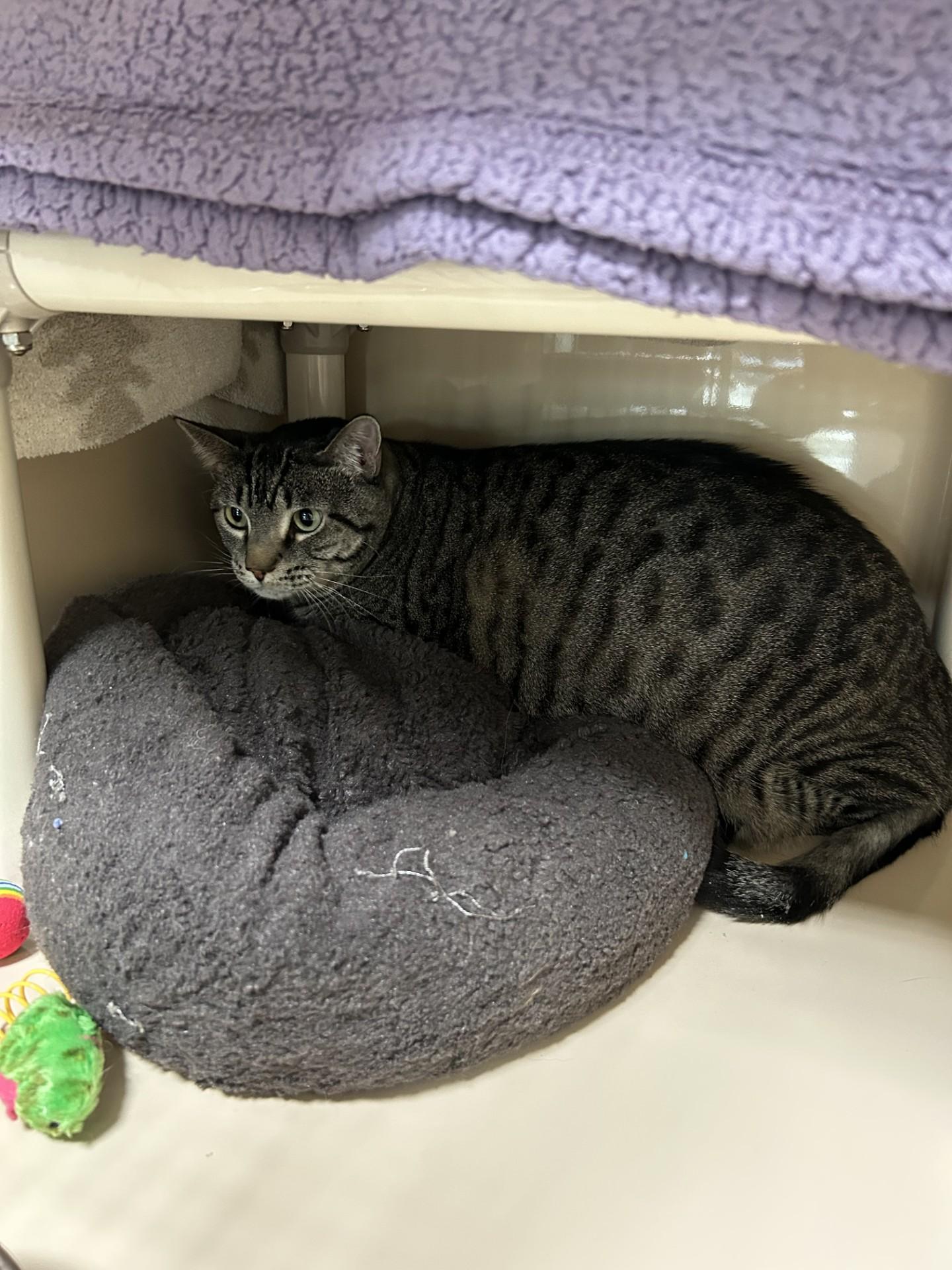 Tiggy, Adult Female unknown