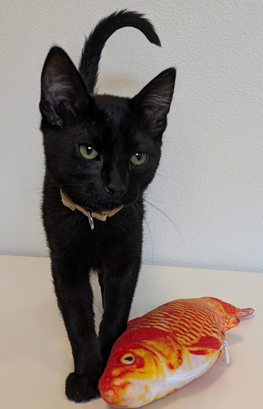 Hal, adopted, Kitten Male Domestic Short Hair.