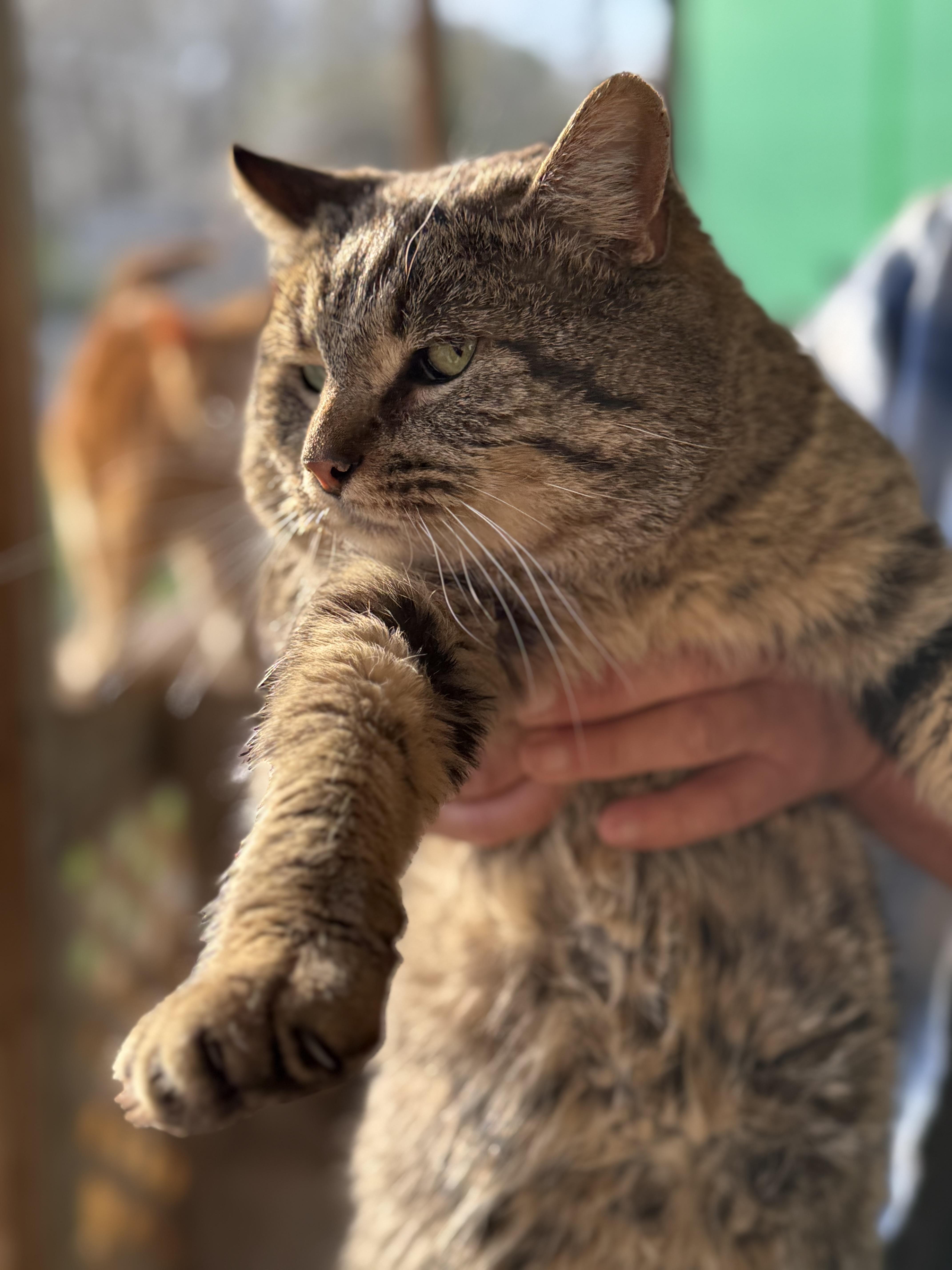 Bodie, a ADOPTABLE Domestic Short Hair in Johnson City, TN image 2/2
