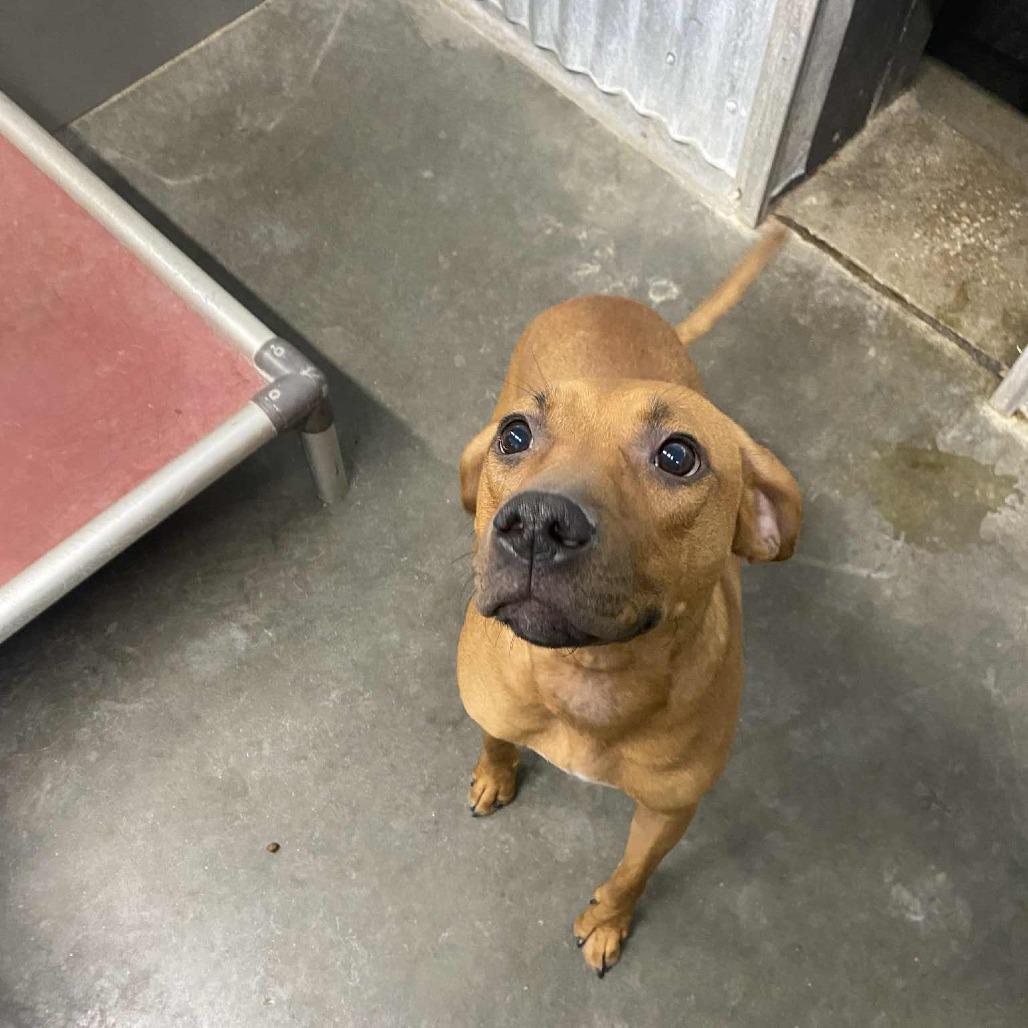 Willa, Adoptable, Young Female Redbone Coonhound & Labrador Retriever.