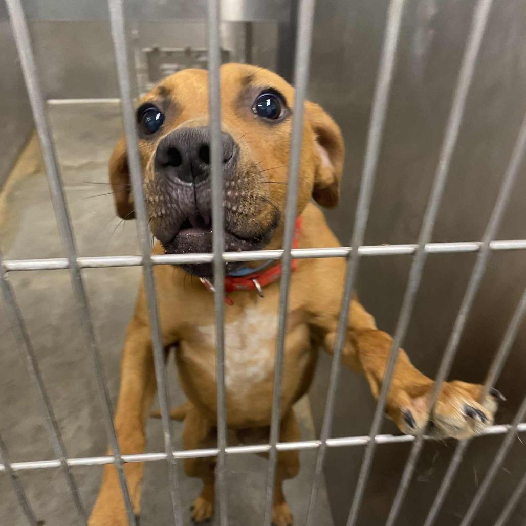 Willa, a Adoptable mixed breed in Boaz, AL image 2/2