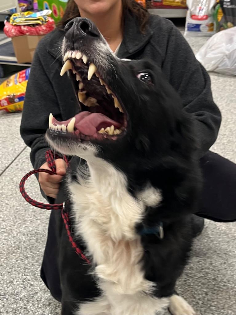 Walker Texas Ranger, Adoptable, Adult Male Collie & Mixed Breed.