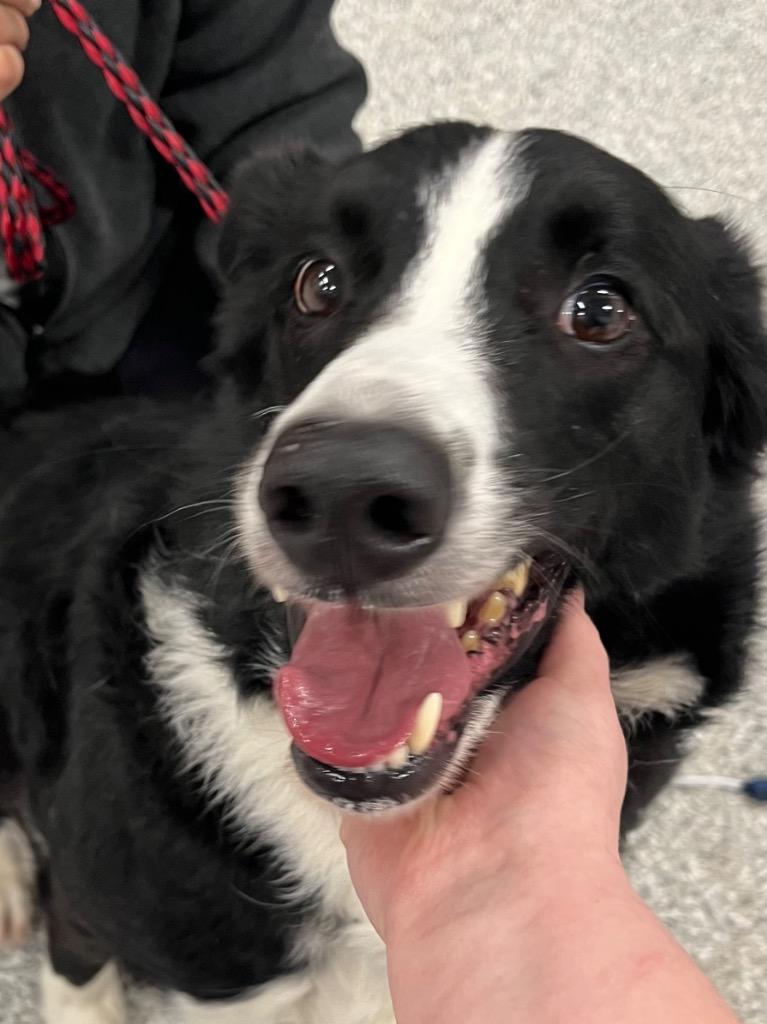 Enlarge Walker Texas Ranger, a Adoptable mixed breed in Auburn, IN image 2/3