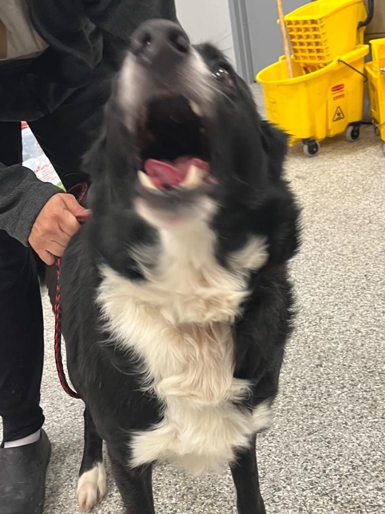 Enlarge Walker Texas Ranger, a Adoptable mixed breed in Auburn, IN image 3/3