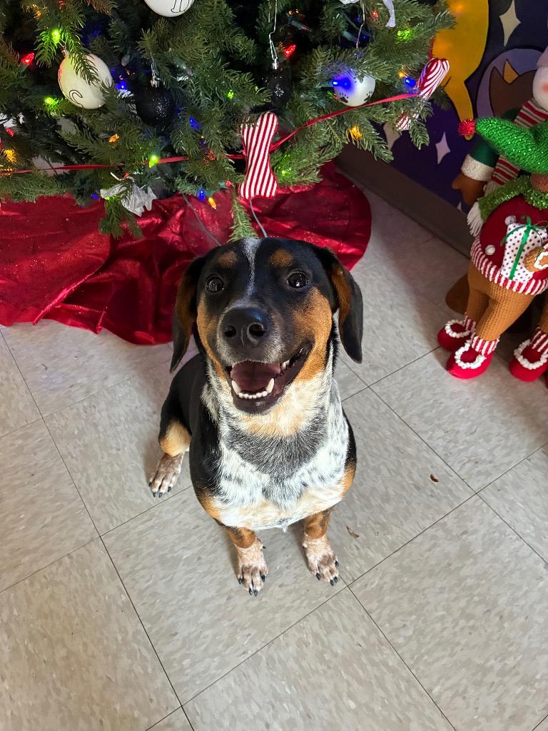 Enlarge Delilah Faith , a ADOPTABLE mixed breed in Chickasha, OK image 1/1