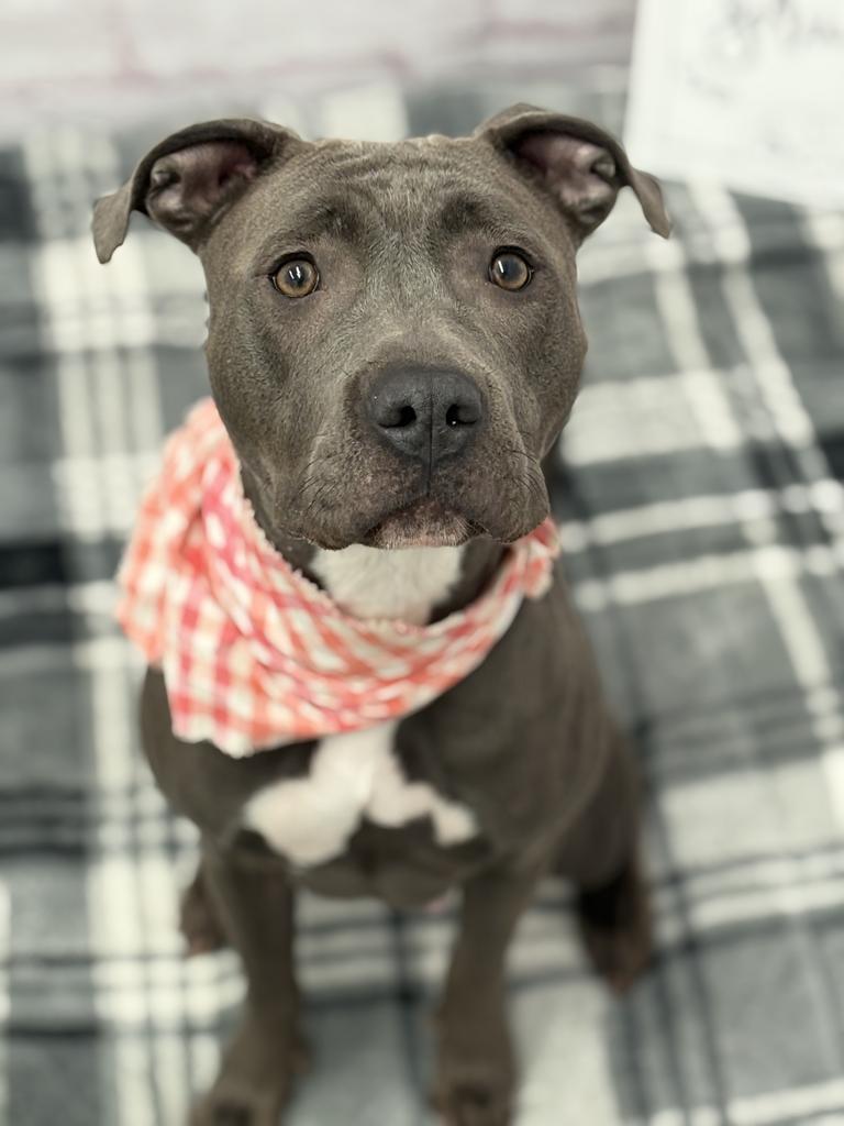 Enlarge Descenea, a Adoptable mixed breed in Detroit, MI image 1/1