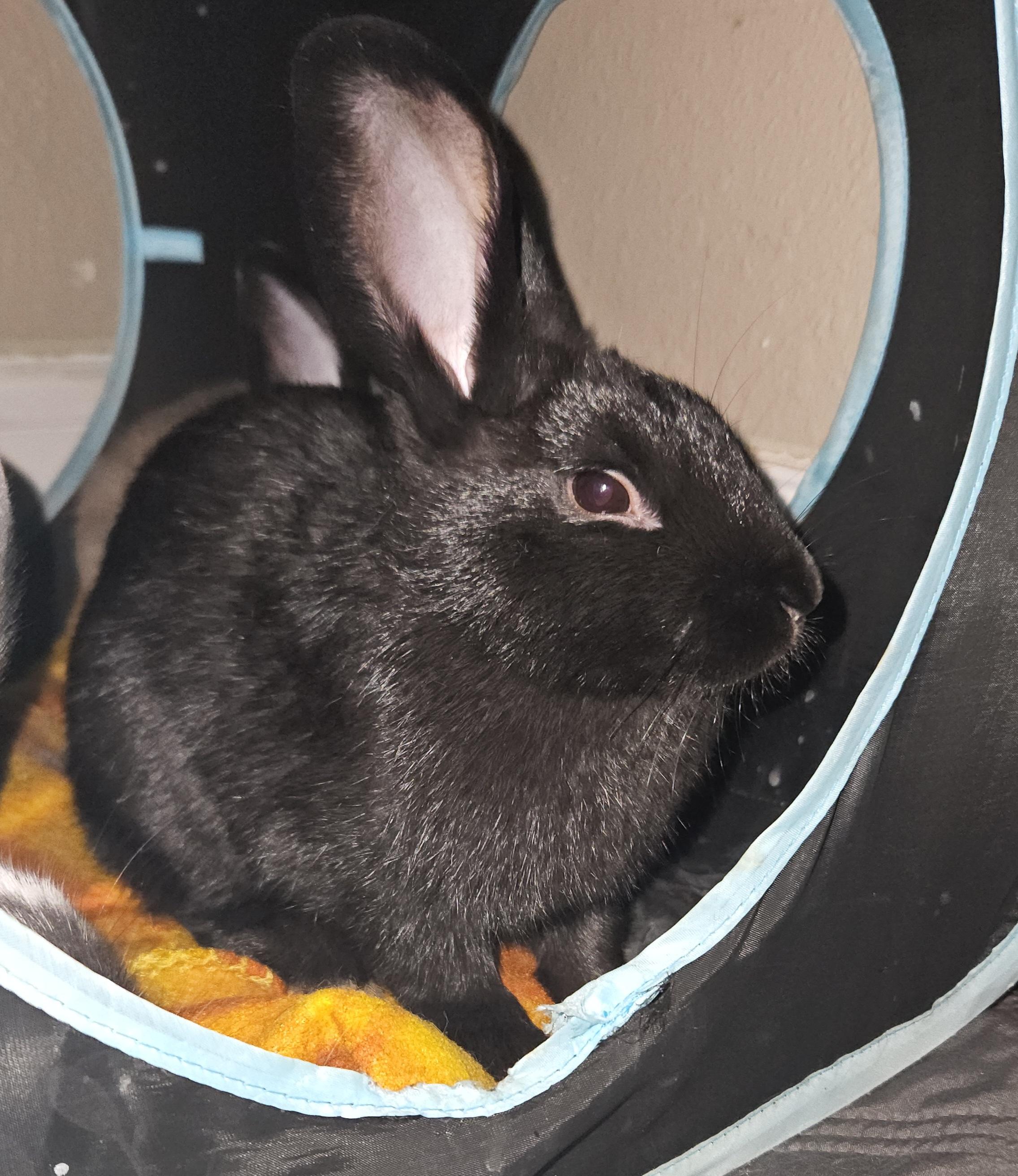 Raven, adopted, Baby Female Rex & Bunny Rabbit.