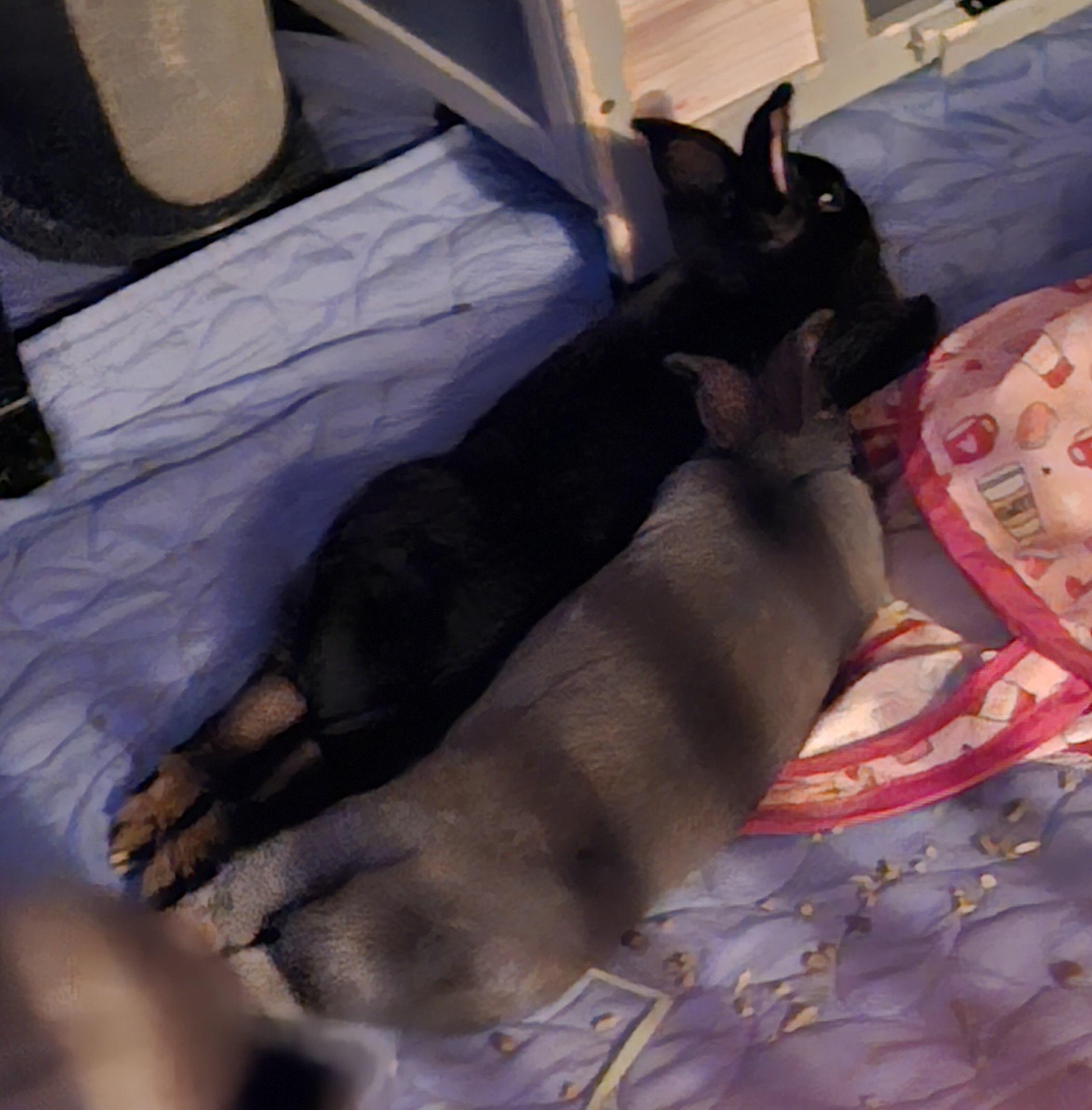 Enlarge Raven, an adopted mixed breed in FOLEY, AL image 4/4