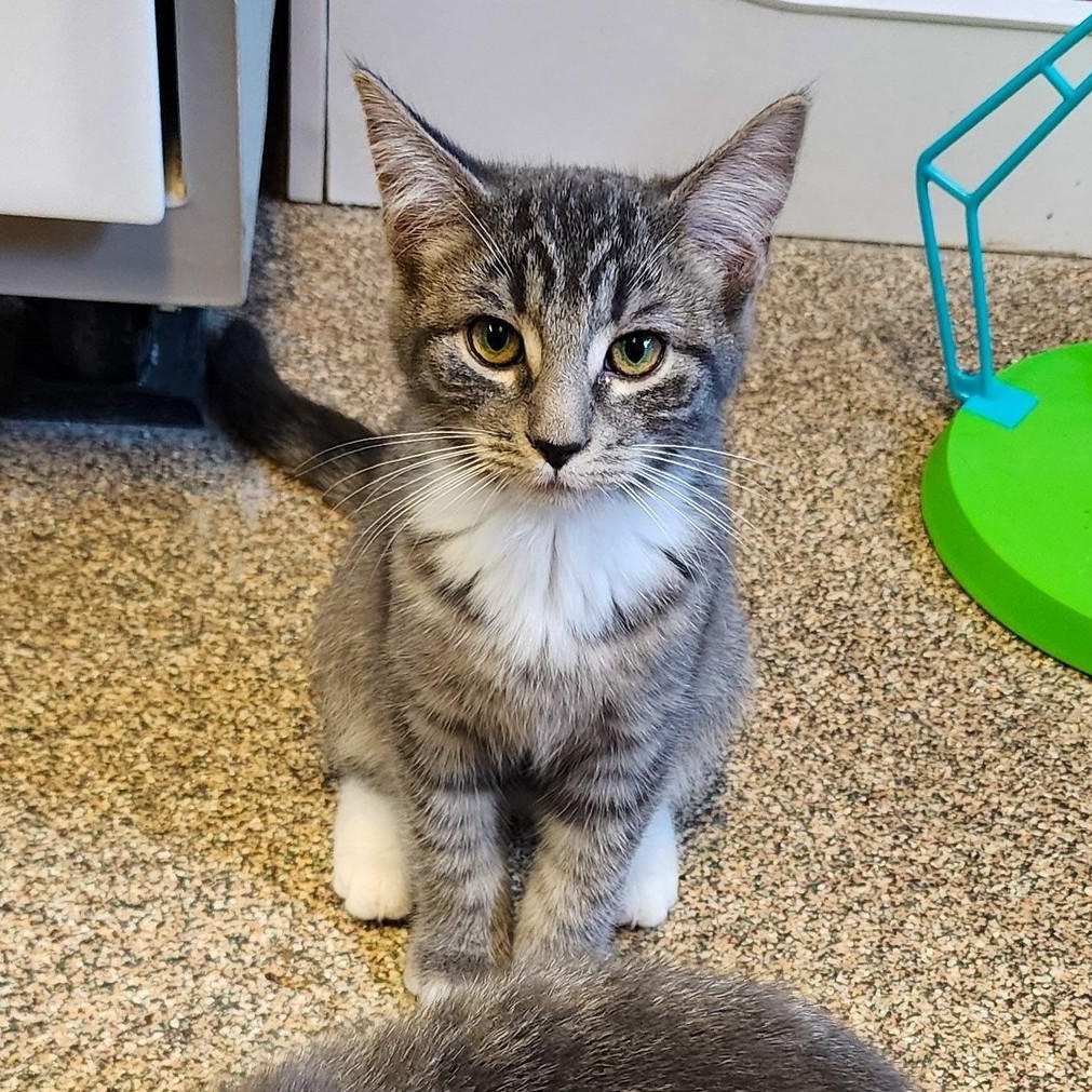 Aveeno + Cerave, Adoptable, Kitten Female Domestic Short Hair.