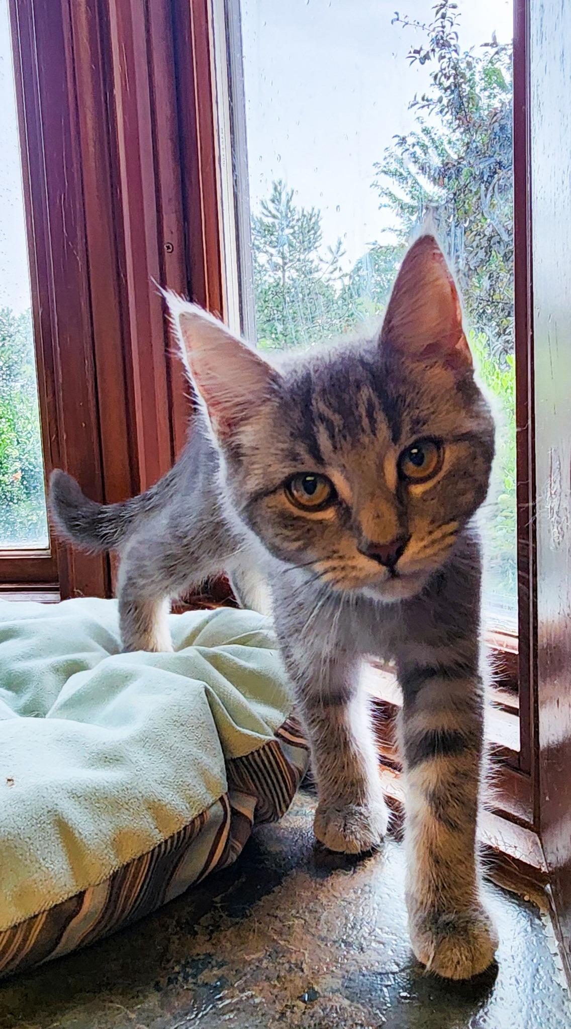 Aveeno + Cerave, a Adoptable Domestic Short Hair in Sterling Heights, MI image 2/2