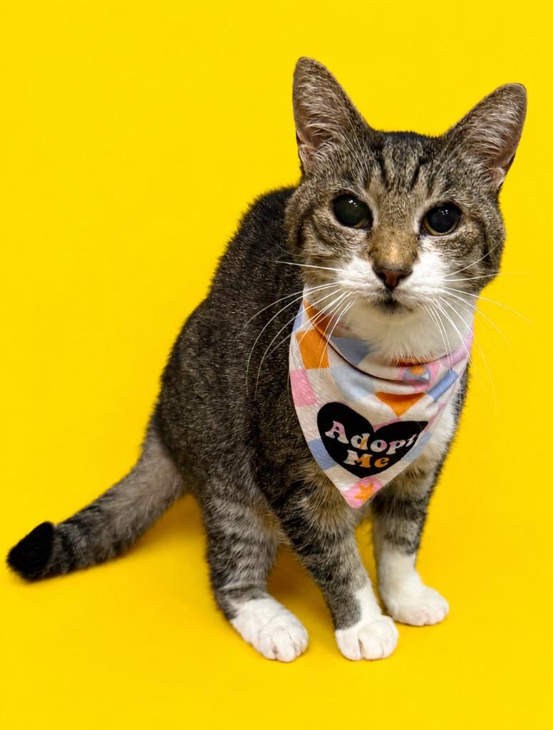 Batgirl, Adoptable, Adult Female Domestic Short Hair.