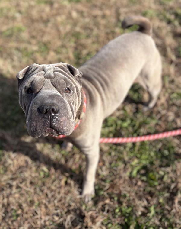 Enlarge Benji, a Adoptable Shar-Pei in Virginia Beach, VA image 1/1