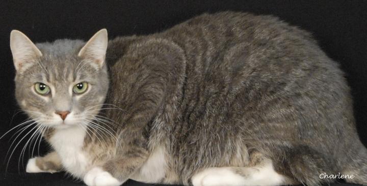 Enlarge Asher, a Adoptable Domestic Short Hair in Newland, NC image 1/2