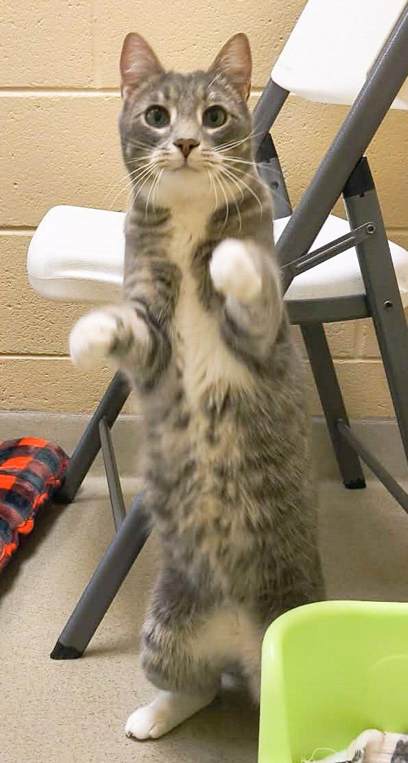 Enlarge Asher, a Adoptable Domestic Short Hair in Newland, NC image 1/2