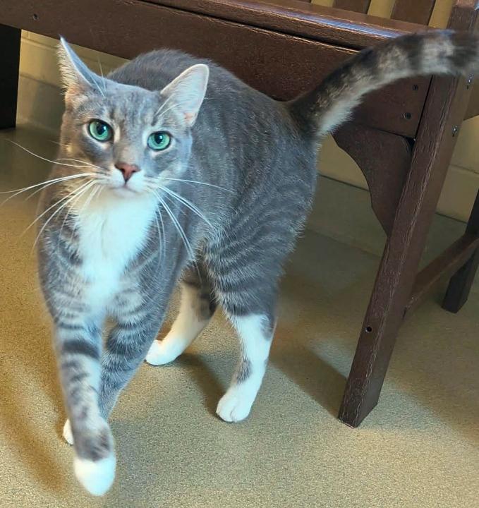 Asher, Adoptable, Adult Male Domestic Short Hair.