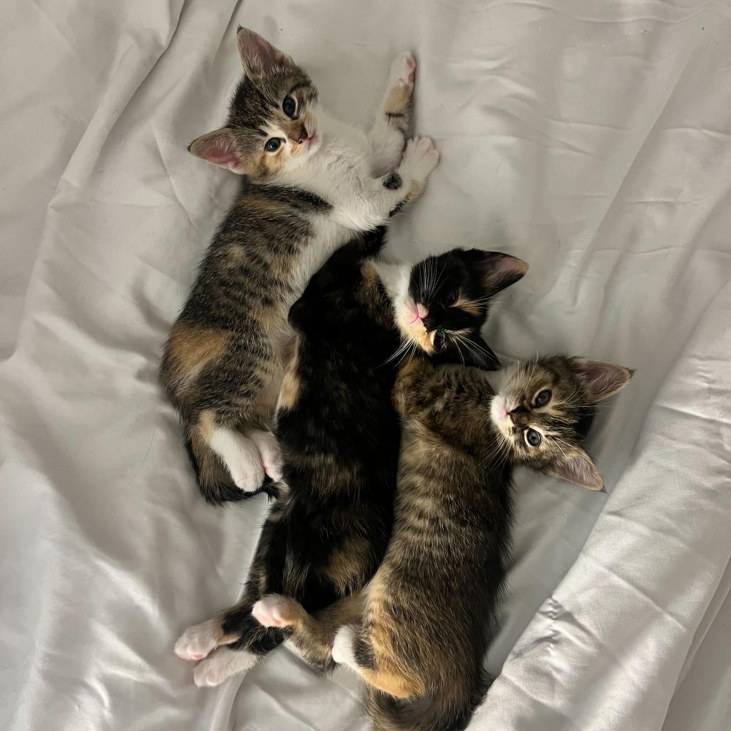 Beluga FKA Volatility, Adoptable, Kitten Female Domestic Short Hair.