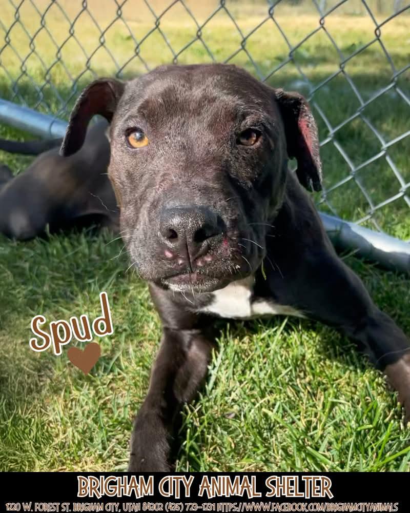 Spud, an adoptable Pit Bull Terrier in Brigham City, UT, 84302 | Photo Image 1