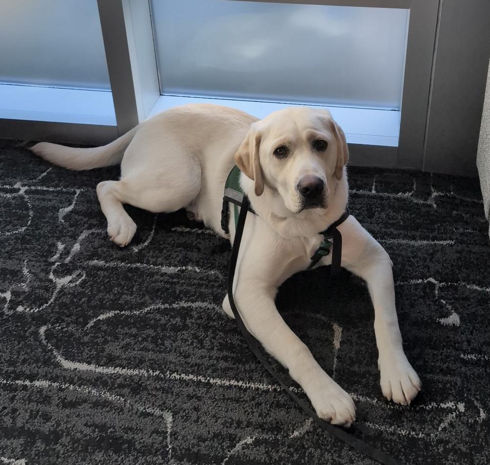 Enlarge Bond, a ADOPTABLE Yellow Labrador Retriever in Anacortes, WA image 6/6