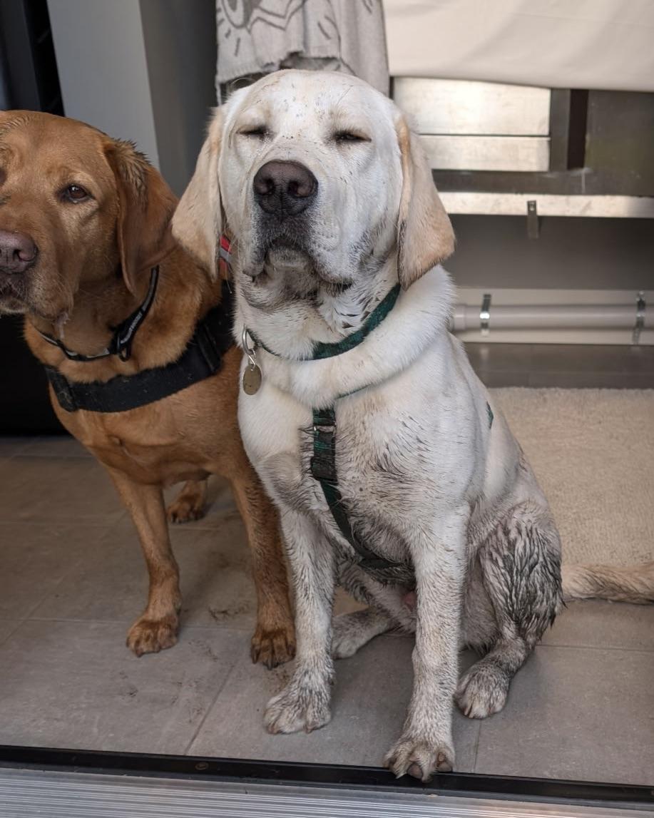 Enlarge Bond, a ADOPTABLE Yellow Labrador Retriever in Anacortes, WA image 4/6