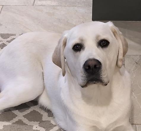 Bond, ADOPTABLE, Young Male Yellow Labrador Retriever.