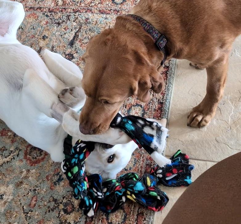 Enlarge Bond, a ADOPTABLE Yellow Labrador Retriever in Anacortes, WA image 2/6