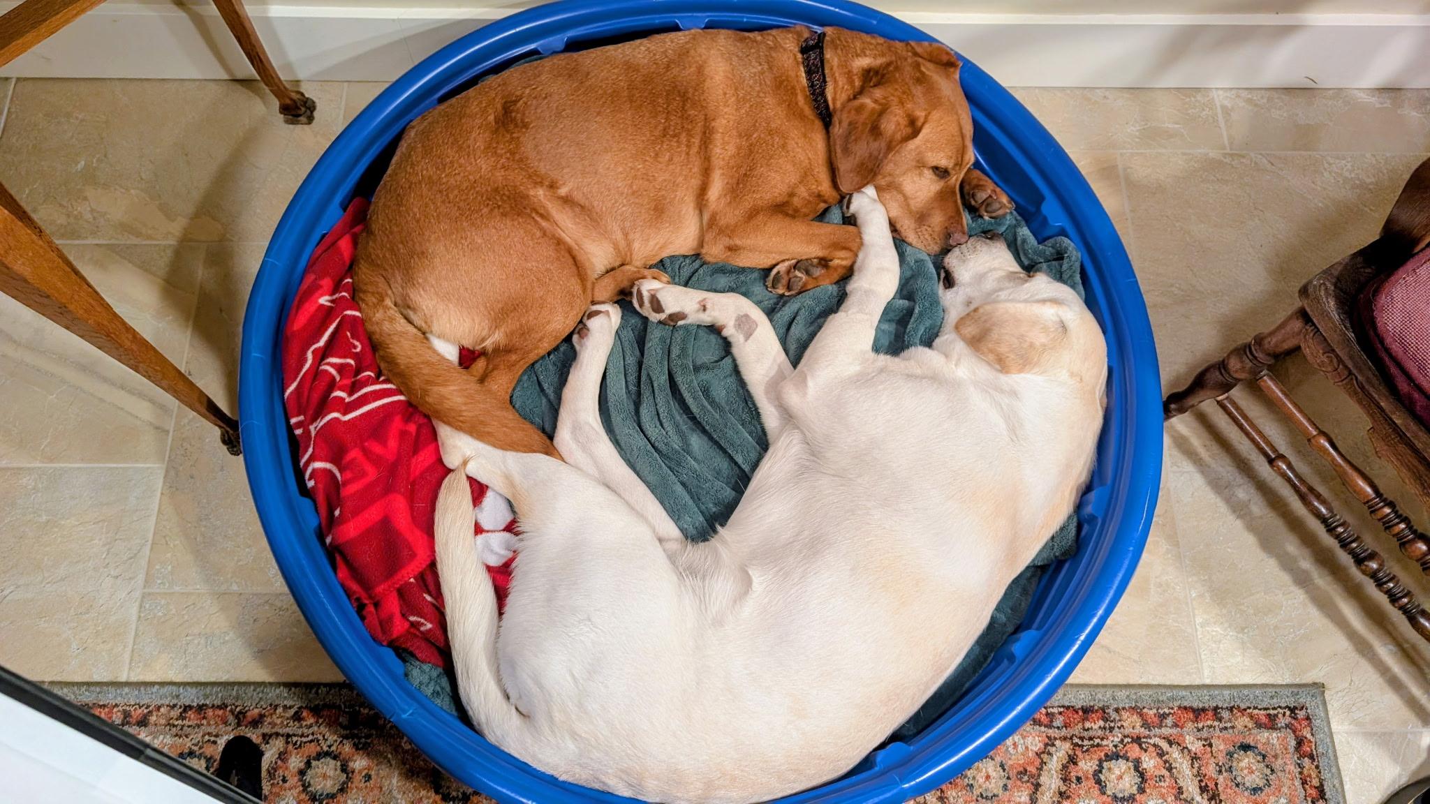 Enlarge Bond, a ADOPTABLE Yellow Labrador Retriever in Anacortes, WA image 5/6