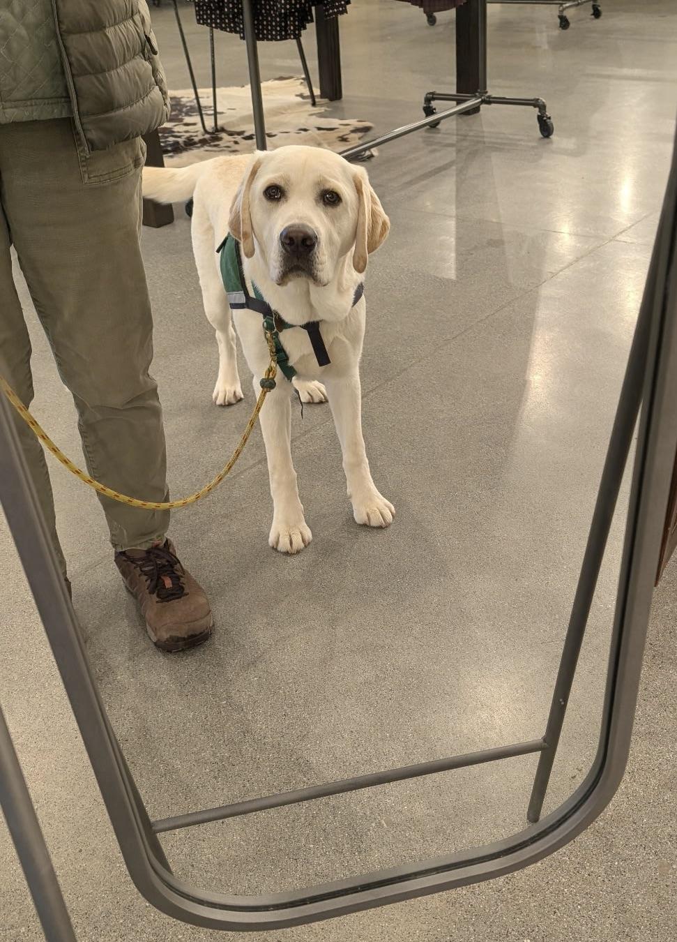 Enlarge Bond, a ADOPTABLE Yellow Labrador Retriever in Anacortes, WA image 3/6
