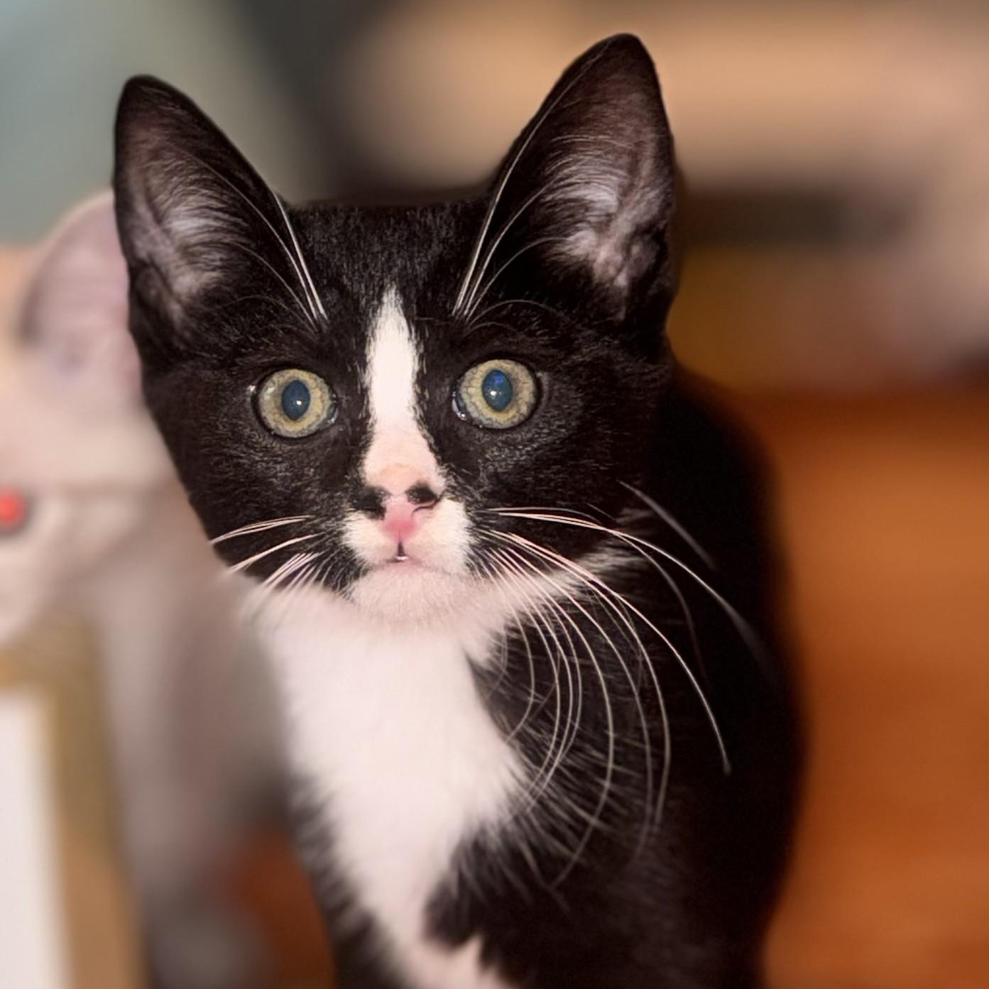 Miso, Adoptable, Kitten Male Domestic Short Hair.